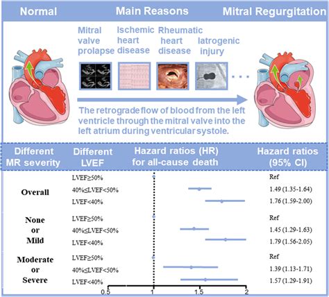 lv ef 60|left ventricular ejection fraction lvef.